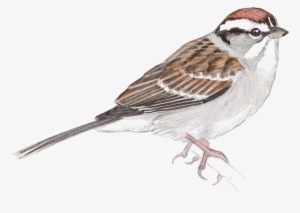 Sparrow Png Transparent Image - Drawing Of A Sparrow #2816642