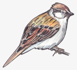 Sparrow Png Clipart - Bird #2816664