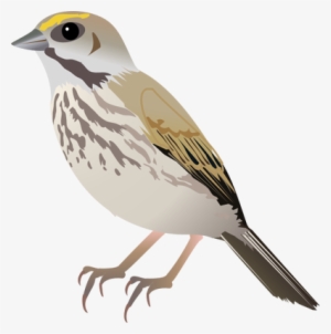 Sparrow Png - Drawing Of Seaside Sparrow #2816706