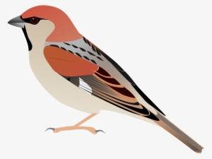 Sparrow Vector Png #2816769