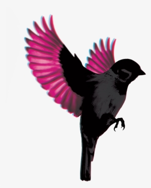 New Dates Announced - Jump Little Children Sparrow #2816931