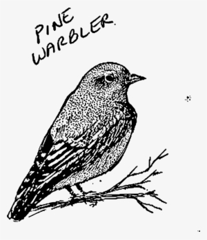 House Sparrow Bird Finches Lark - Bird Line Art #2817162