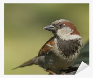 House Sparrow #2817180