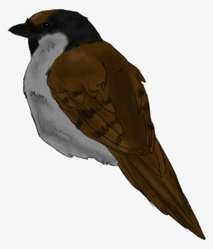 Sparrow Sketch - Swallow #2817226