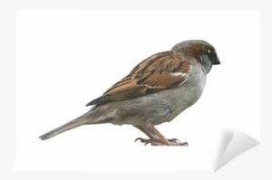 Stickers Mus #2817244