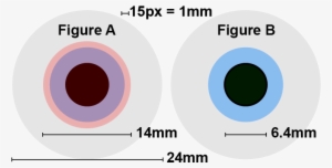 Comparison Of Exit Pupils For Astronomy - Human Eye Lens Diameter #2818126