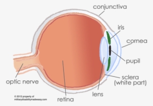 The Eye - Conjunctiva In The Eye #2818376