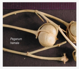 Thursday, July 28, - Twig #2819352