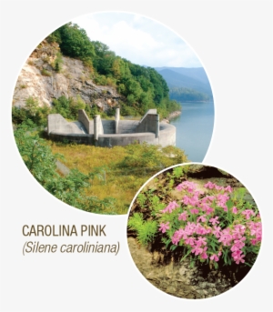 Super Swims - Tennessee Valley Authority #2819953