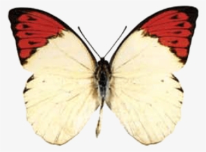 Butterfly House At Put In Bay - Orange Tip Butterfly Transparent #2823393