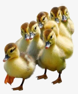 Ducks Transparent #2824930