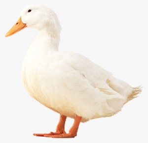 White Duck Png #2825448