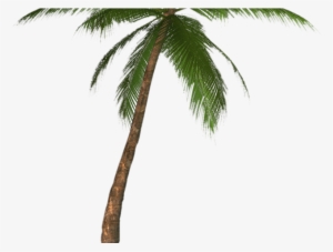 Palm Tree Png Transparent Images - Palm Tree Png Transparent #2826406