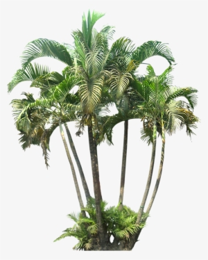 Google Search Palm Tree Png, Plant Images, Tree Images, - Palm Tree For Photoshop #2826436