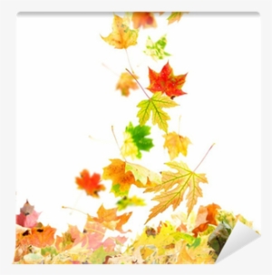 Colorful Autumn Leaves Falling To The Ground Wall Mural - Falling Maple Leaves #2827321