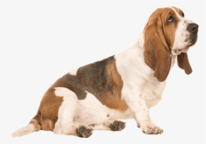 Basset Hound Png File - Dog Image With A Transparent Background #2828582