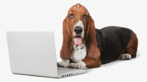 Basset Hound Png Hd - Dog #2828735