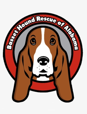 Basset Hounds #2828827