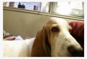 Basset Hound #2829231