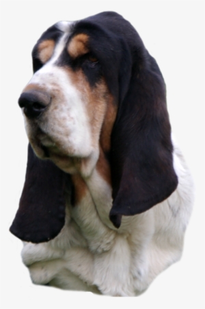 Basset Hound Head Study, Black Nose Sailor Maintain - Basset Hound #2829398