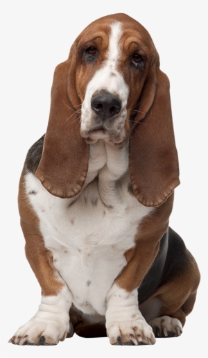 Basset Hound #2829399