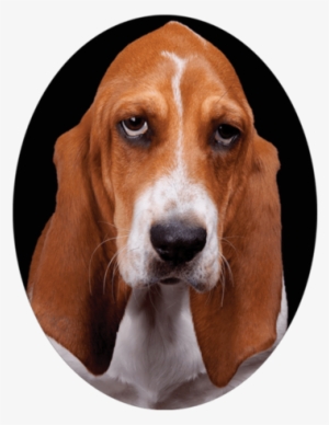 Basset Hound Framed In An Oval Nail Art Decals - Dog With Sad Face #2829419