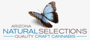 The Medical Marijuana Program Is In Jeopardy And We - Gioconda By Lucille Turner #2832153