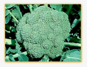 Broccoli Waltham - Everwilde Farms Waltham 29 Broccoli Seeds #2832154