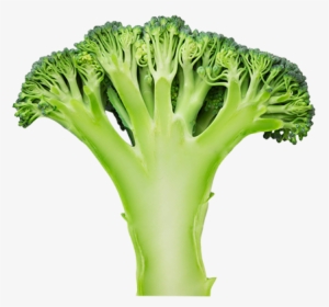 Nutritionals Values - Broccoli #2832453