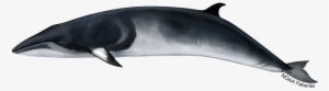 Minke Whale #2832743