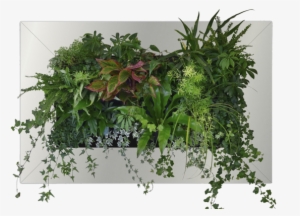 Front View Of A Fully Planted Ans Livingcanvas With - Plant Front View Png #2833154