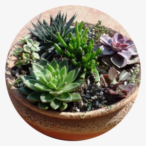 Plants #2833239