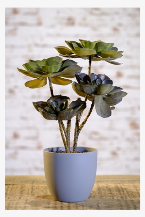 Dark Olive Green Echeveria Plant In Grey Ceramic Pot - Echeveria #2833269