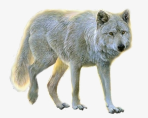 Wolf Ten - Png Animals #2833276