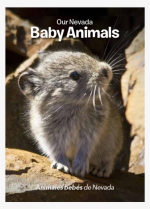 American Pika #2833277