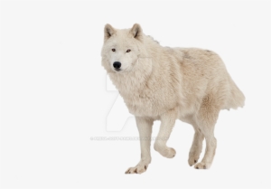 Image - Png Transparent Wolf Paw #2833394 Image - Png Transparent Wolf Paw #2833394