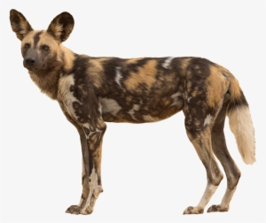 Tail - African Wild Dog Transparent #2833711