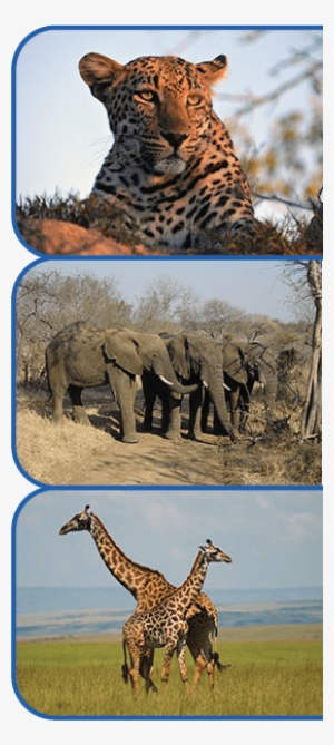African Safaris And Beyond Animals - Giraffes #2833779