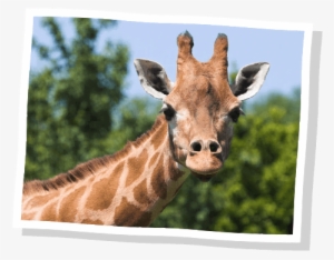 Our Animals - Antenas De Jirafa #2833826