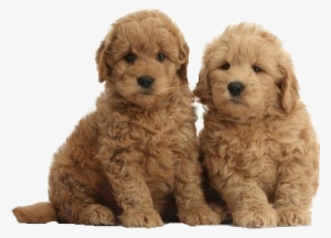 Goldedodle Puppies,golden Retriever Puppies Puppy Pennsylvania - Goldendoodle Puppies #2833983