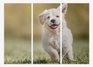 Active Golden Dog #2834016