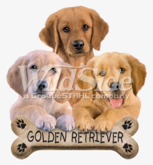 Golden Retriever Biscuit #2834019
