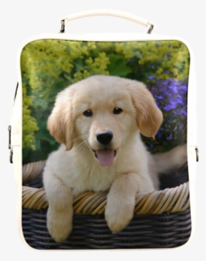 Cute Young Golden Retriever Dog Goldie Puppy Portrait - Coque Iphone Se Anilaux #2834061
