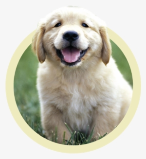 Puppy Plans - Raza Golden Retriever Bebe #2834086