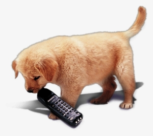 Dog On Phone #2834120