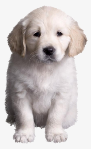 Golden Retriever Puppy Golden Retriever Valpar, Golden - Dog #2834124