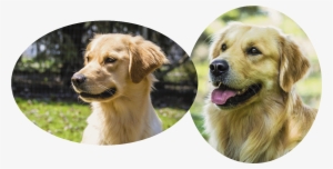 Hellie Pedigree And Clearances - Golden Retriever #2834272