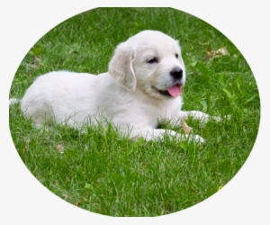 These Parents Have Produced Spectacular Puppies With - Slovak Cuvac #2834280