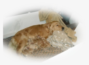 Pause - Cocker Spaniel #2834308