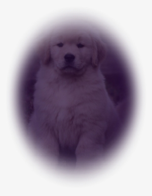 Golden Retriever #2834365